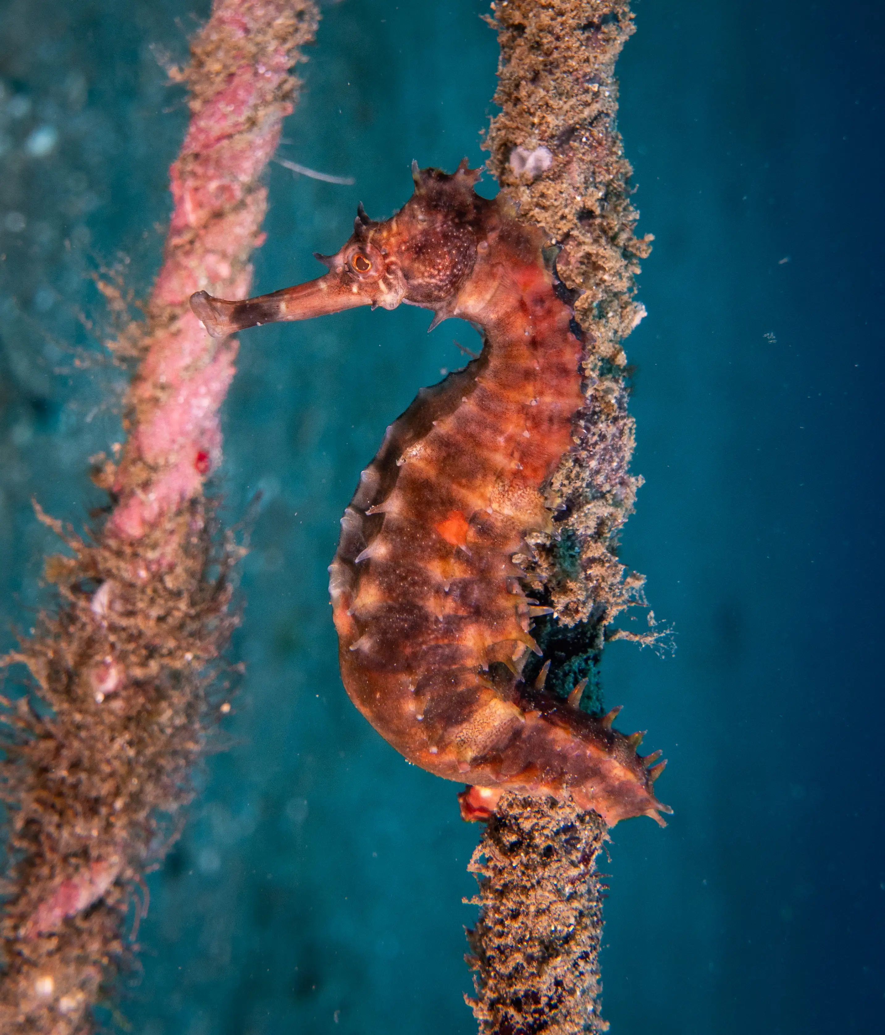 Thorny sea horse - Sahara deep - 25m